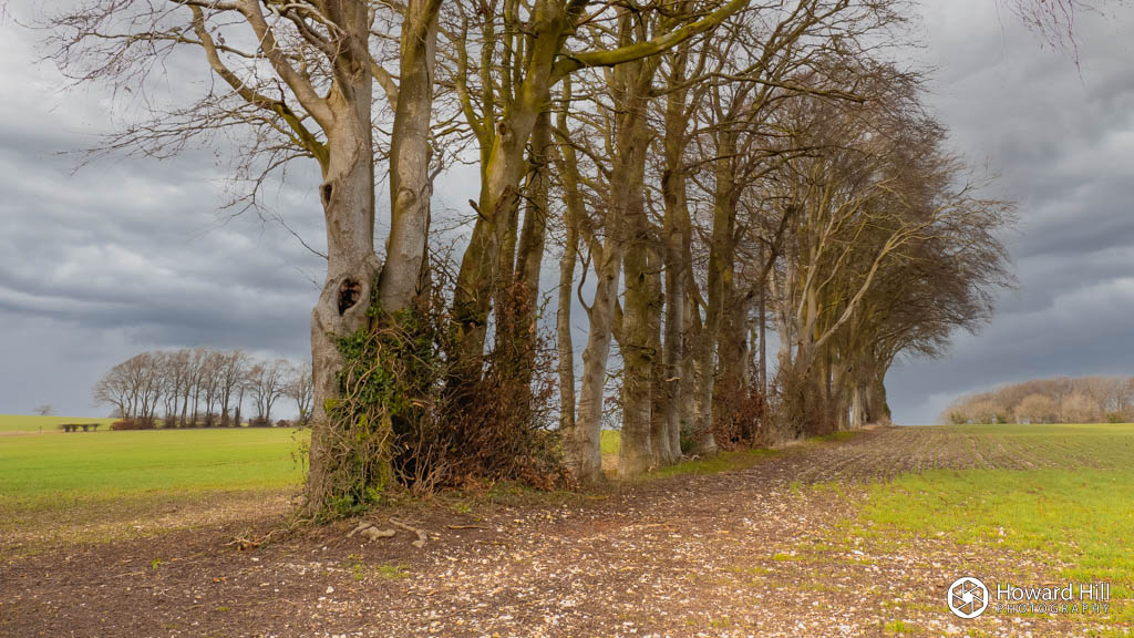 Trees on the Ridgeway