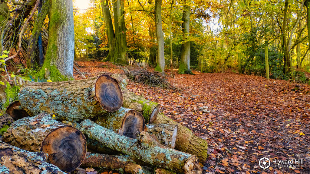 Autumn leaves in Snelsmore Common Autumn leaves in Snelsmore Common